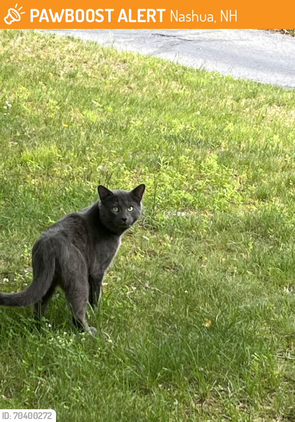 Found/Stray Male Cat last seen Melissa Dr and Nottingham Rd, Nashua, NH 03062