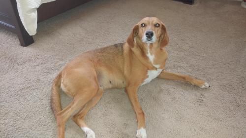 Lost Female Dog last seen Amber Trace, Trussville, AL 35173