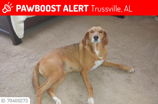 Lost Female Dog last seen Amber Trace, Mobile Drive, Magnolia Elementary, Trussville, AL 35173