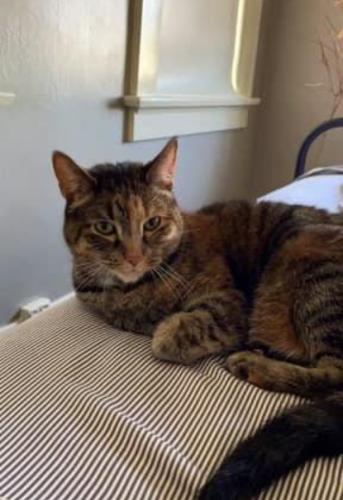 Lost Female Cat last seen Crescent and state st, Fort Wayne, IN 46805