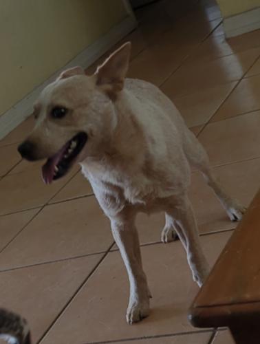 Lost Male Dog last seen Publix, North Fort Myers, FL 33903