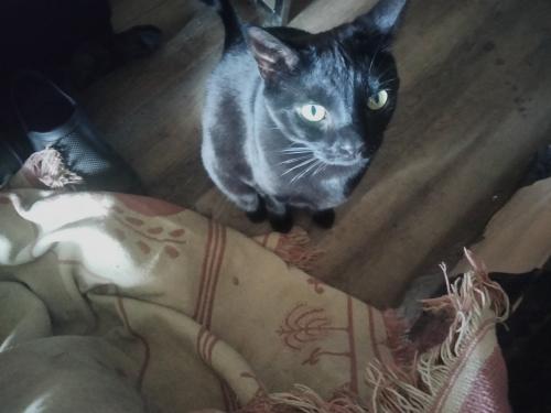 Lost Female Cat last seen Olentangy River Road & Riverview Driive., Columbus, OH 43202