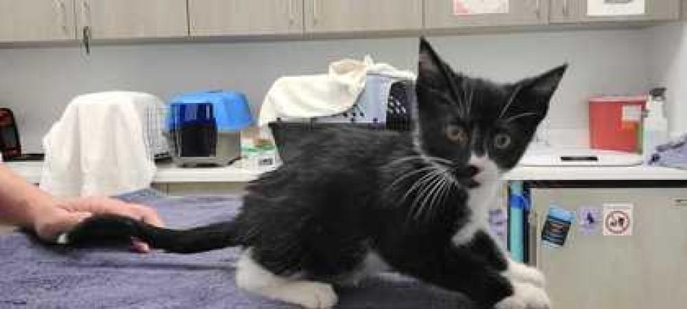 Shelter Stray Male Cat last seen Near Lawn Ave and Anderson, Kansas City, MO, 64123, 64123, MO, Kansas City, MO 64132