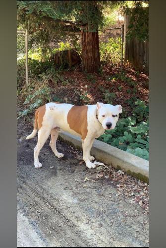 Lost Male Dog last seen Auburn ravine rd Auburn ca 95603, Auburn, CA 95603