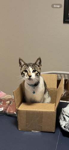 Lost Male Cat last seen Basswood and Blue Mound, Saginaw, TX 76131