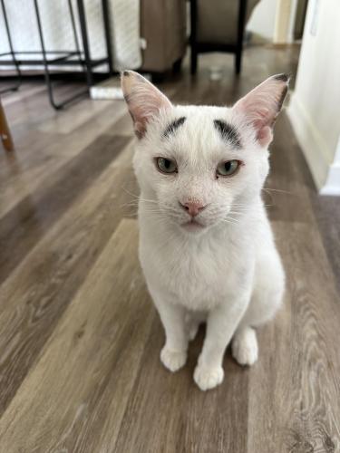 Lost Male Cat last seen Manorwood apmts, Clinton Township, MI 48036