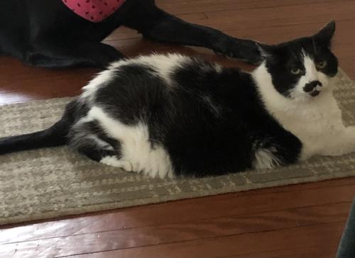 Lost Female Cat last seen Atkins ave and Lancaster Ave , Wilmington, DE 19805