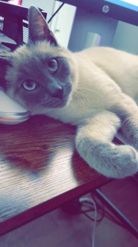 Lost Male Cat last seen Near Hines chapel rd , McLeansville, NC 27301