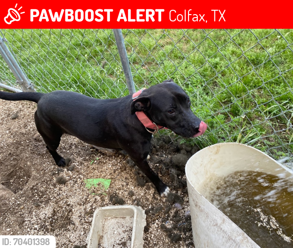 Lost Female Dog last seen Pilot Truck Stop, Colfax, TX 75103