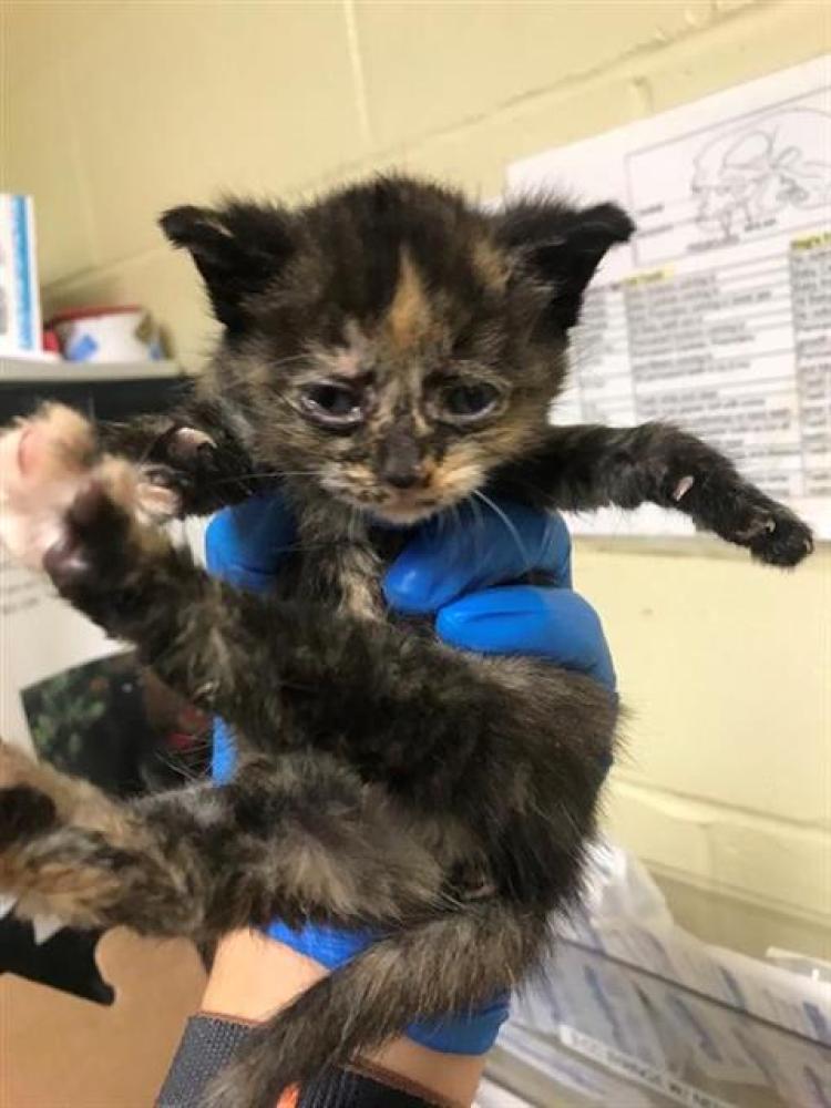 Shelter Stray Female Cat last seen Near RIO LINDA BLVD, Sacramento, CA 95818