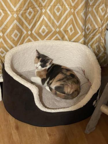 Lost Female Cat last seen Burry street, Greater Manchester, Anglia M3 7DX