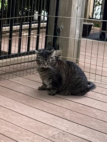 Lost Female Cat last seen Geist Ridge Drive, C Place subdivision, northeast edge of Geist Reservoir, Fishers , Fortville, IN 46040
