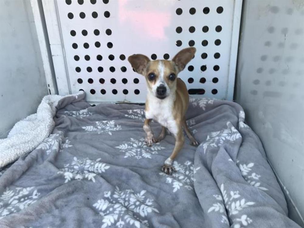Shelter Stray Female Dog last seen VERANO ST & PRESIDIO ST, Sacramento, CA 95818