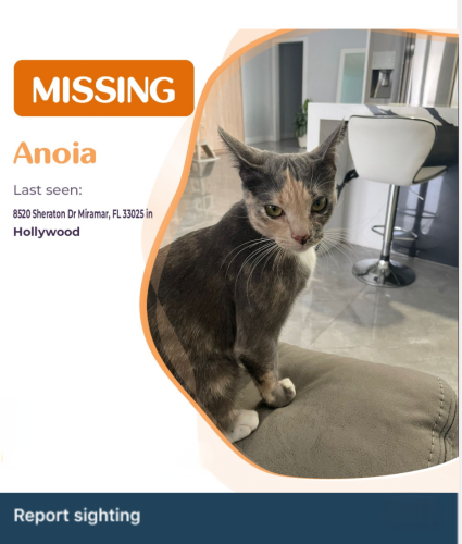 Lost Female Cat last seen Near Sheraton Drive Miramar, FL 33025, Miramar, FL 33025