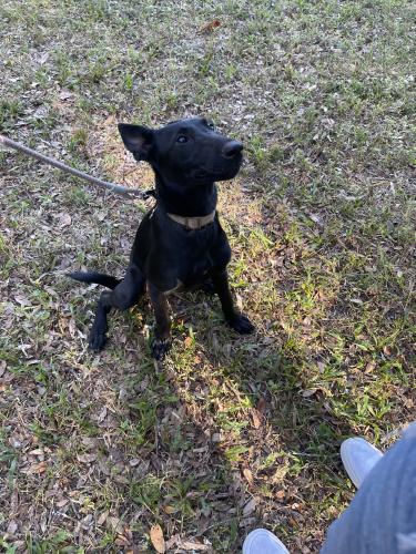 Lost Female Dog last seen Round Lake Road, Apopka, FL 32712