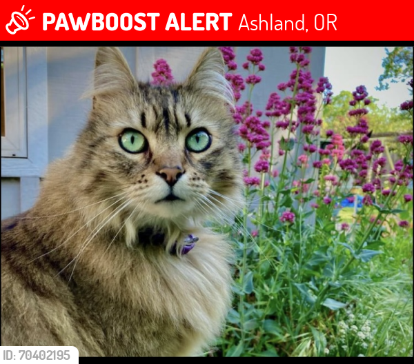 Lost Female Cat last seen Mistletoe Storage. Mistletoe Road and Tolman Creek Rd Ashland Or, Ashland, OR 97520