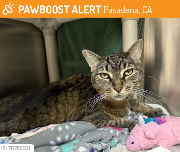Shelter Stray Female Cat last seen COLORADO & EL MOLINA, Pasadena, CA 91105