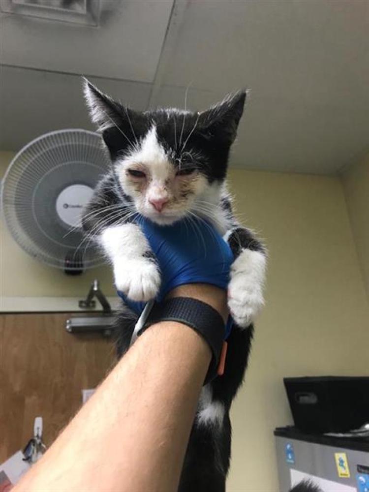 Shelter Stray Male Cat last seen SAMPSON BLVD & 47TH AVE, Sacramento, CA 95818