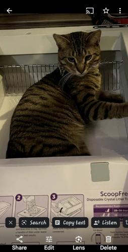 Lost Male Cat last seen Airline and Alameda , Corpus Christi, TX 78412