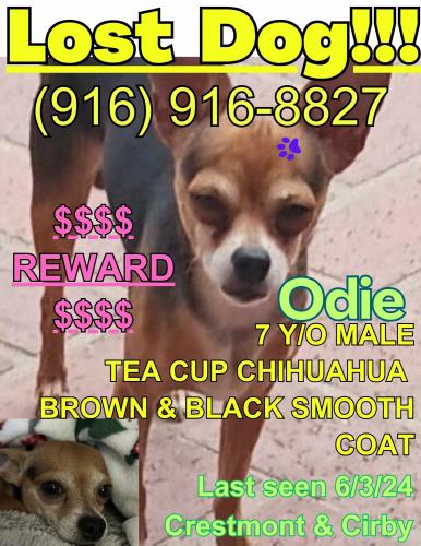 Lost Male Dog last seen Crestmont Ave, Roseville, CA 95661