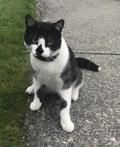 Lost Male Cat last seen Glendale street, Vancouver, Vancouver, BC V5M 2Z7