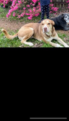 Lost Male Dog last seen Oakwood dr and Lee High. Dr nw, Huntsville, AL 35811