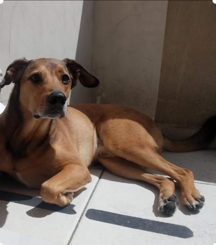 Lost Male Dog last seen Morumbi , Vila Progredior, SP 05617-040