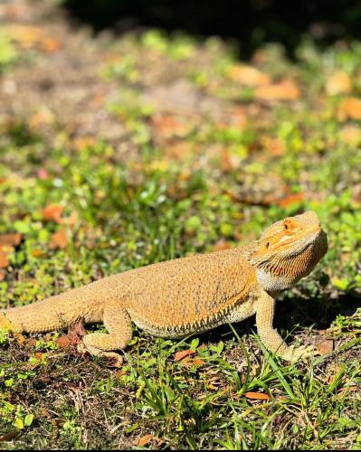Lost Male Reptile last seen Near lake pickett rd, Orlando, FL 32826