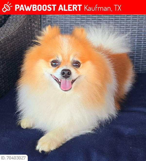 Lost Male Dog last seen Exit 148 4101-4102 Sheila circle , Kaufman, TX 75142