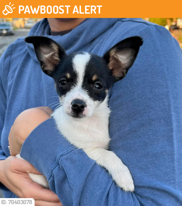 Rancho Cucamonga, CA Stray Male Dog Found Near Haven & 19th Rancho ...