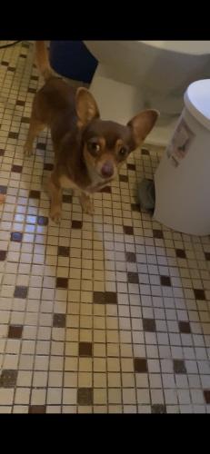 Lost Male Dog last seen North Lake Mann Dr and Bethune Dr, Orlando, FL 32805