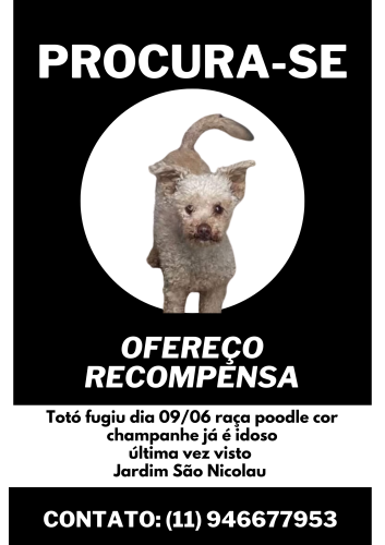 Lost Male Dog last seen Prox a Fatec Águia de Haia, São Paulo, SP 03685-020