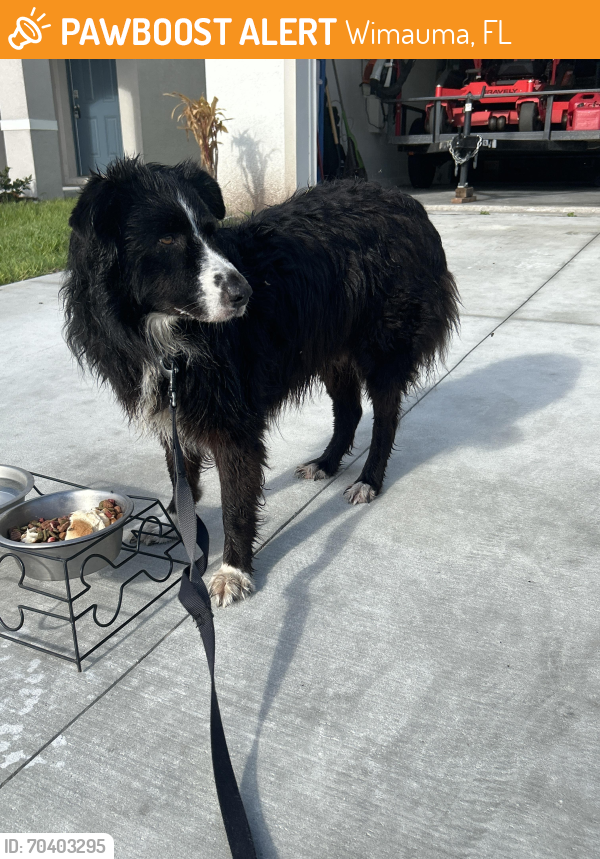 Wimauma, FL Stray Dog Found Near Near PawBoost