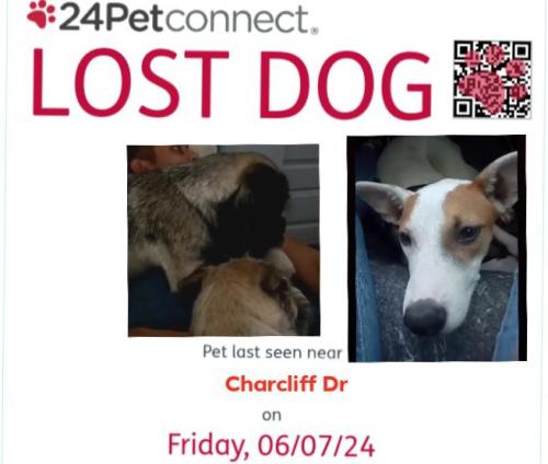 Lost Unknown Dog last seen Charcliff Dr, San Antonio, TX 78220 , San Antonio, TX 78220