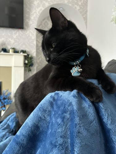Lost Male Cat last seen Orme Road , Newcastle-under-Lyme, England ST5