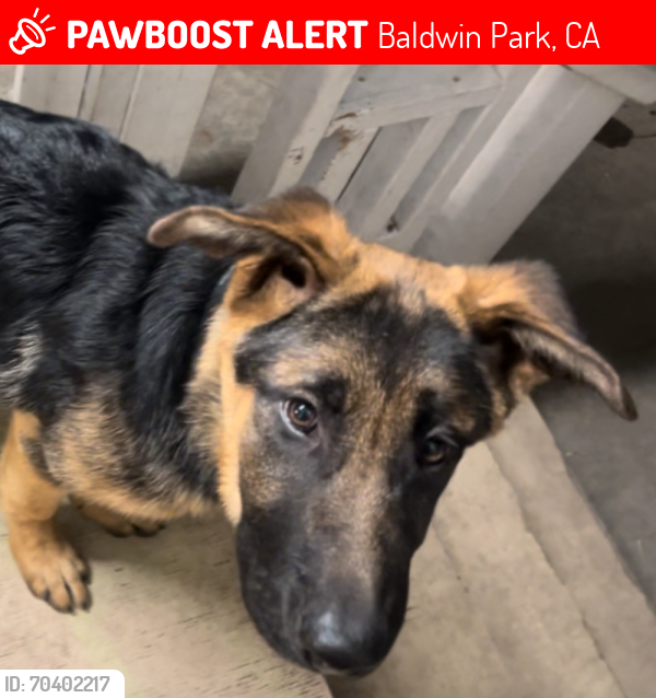 Lost Female Dog last seen Maine Street, Baldwin Park, CA 91706