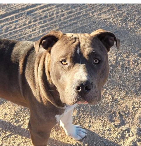 Lost Male Dog last seen Avalon/Songbird/Aberdeen, Yucca Valley, CA 92284