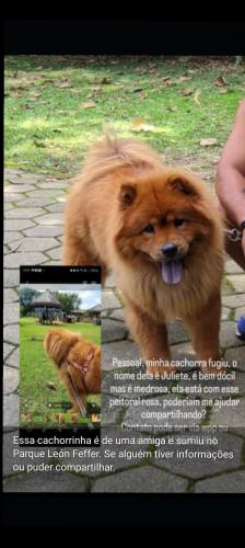 Lost Male Dog last seen Parque Leon feffer, Braz Cubas, SP 08735-270