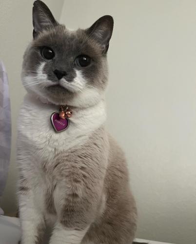 Lost Female Cat last seen I 35 and Frontage Rd , Austin, TX 78747