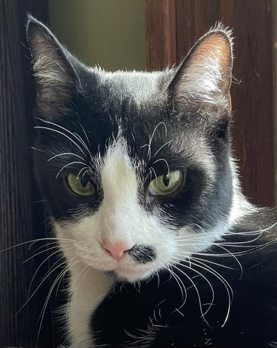 Lost Male Cat last seen West Plum Street and Knox Street, Westerville, OH 43081