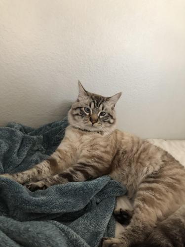 Lost Male Cat last seen Vintage Woods, Lake Forest, CA 92630