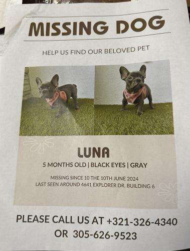 Lost Female Dog last seen Wawa , West Melbourne, FL 32904