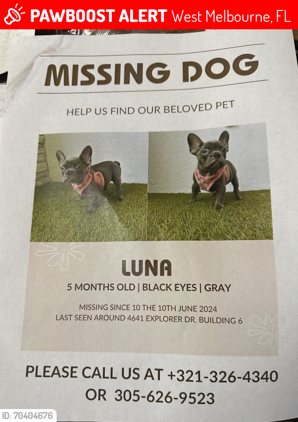 Lost Female Dog last seen Wawa , West Melbourne, FL 32904