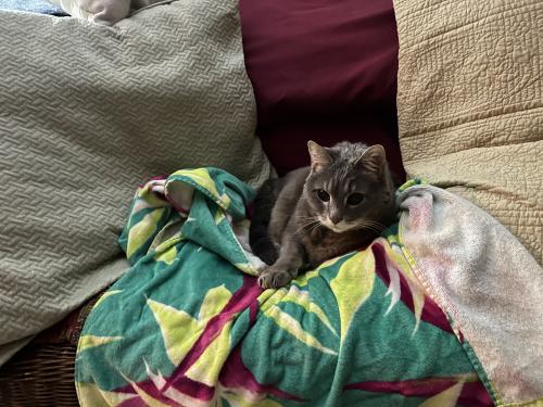 Lost Female Cat last seen 59th and Oak Forge Woods, Indianapolis, IN 46254