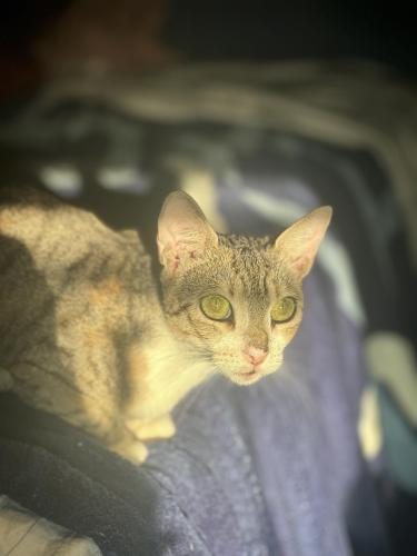 Lost Female Cat last seen Mgrs Cahill pl , The Bronx, NY 10469