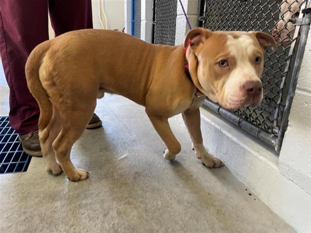 Shelter Stray Male Dog last seen 10TH AVE & CROCKER DR, Sacramento, CA 95818