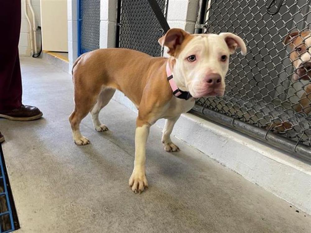 Shelter Stray Female Dog last seen 10TH AVE & CROCKER DR, Sacramento, CA 95818