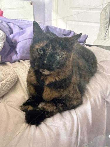 Lost Female Cat last seen Derry and ninth line Mississauga , Mississauga, ON L5N 6Y8