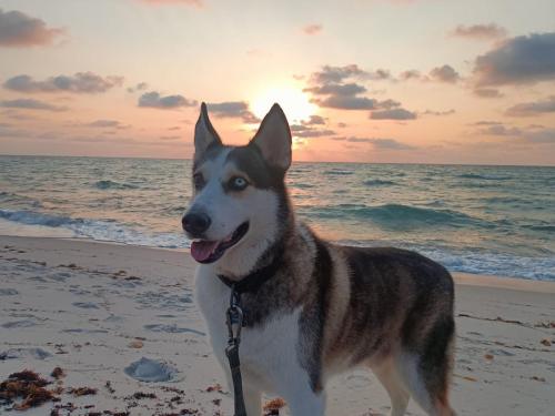 Lost Male Dog last seen SE 8th street Dania Beach, Fl, Dania Beach, FL 33004