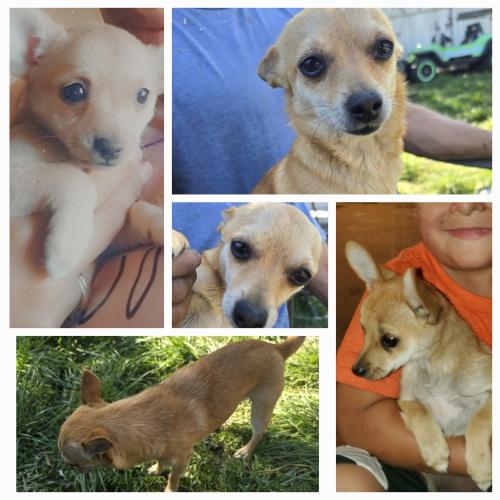 Lost Female Dog last seen Tarrant and Acapulco, Grand Prairie, TX 75050